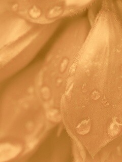 Лепестки обои