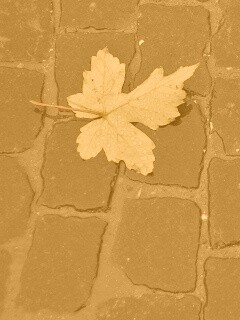 Упавший лист на мостовой обои