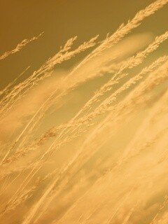 Колосья обои