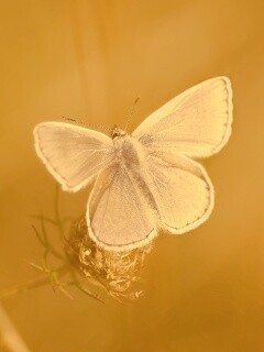 Бабочка с фиолетовыми крыльями обои