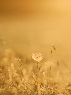 Летняя трава обои