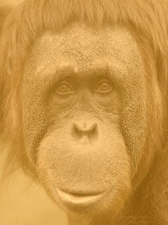 Орангутан обои