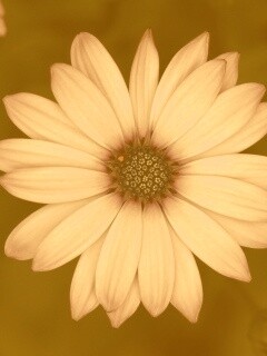 Макро фотография цветка обои