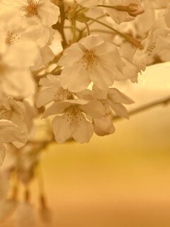 Цветение вишни обои