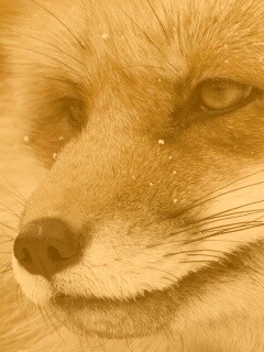 Морда рыжей лисы обои