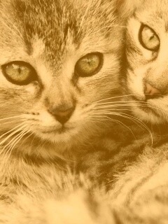 Котята в обнимку обои