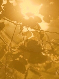 Солнце пробивается сквозь листву обои