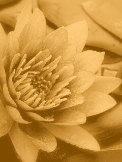 Кувшинка обои