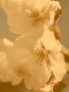 Нежные белые цветы обои