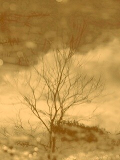 Голые деревья обои