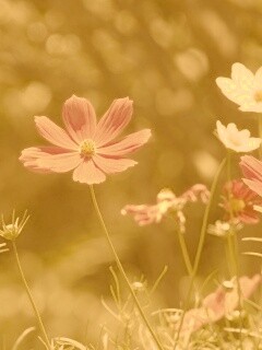 Белые и розовые цветочки обои