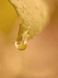 Капля на листе обои