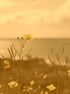 Мелкие жёлтые цветы обои