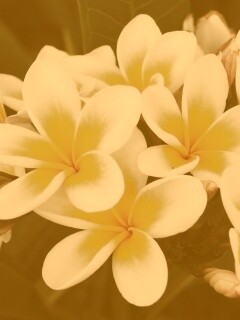 Прекрасные цветы обои