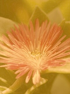 Чудесный цветок обои