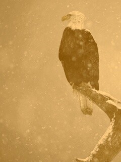 Орлы на ветке в снегопад обои