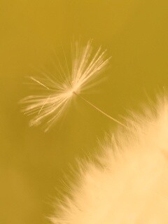 Пушинка одуванчика обои