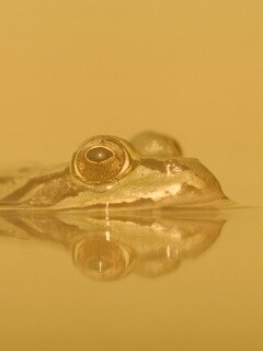 Лягушка обои