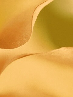 Оттенки природы обои