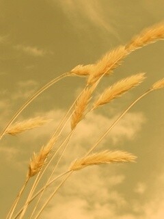 Колосья обои