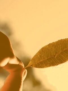 Листик в пальцах обои
