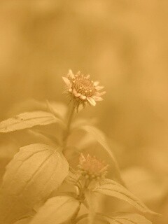 Фотография цветка обои