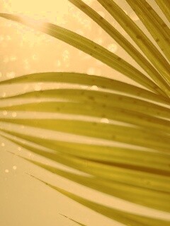 Солнце просвечивает сквозь пальмовый лист обои
