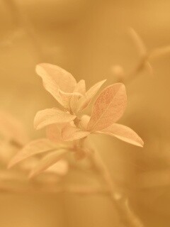 Красные листья на ветке обои