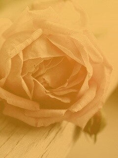 Бутон нежной розы обои