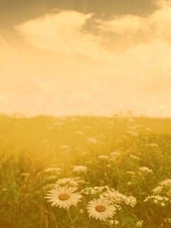 Поле ромашек обои