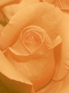 Бутон розы обои