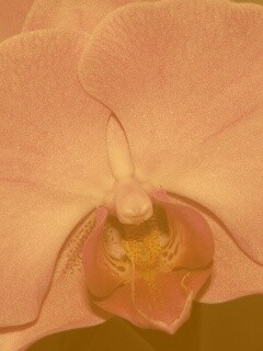 Фиолетовая орхидея обои