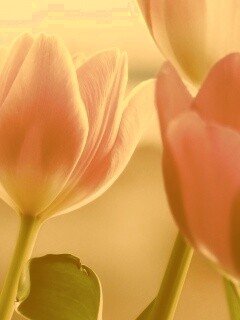 Тюльпаны обои