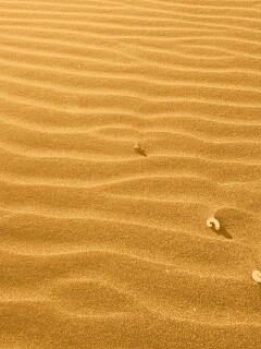 Песок и раковины обои