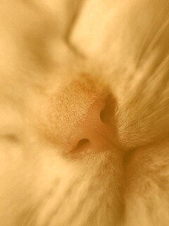 Кошачья мордочка обои