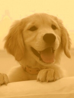 Щенок голден ретривера обои