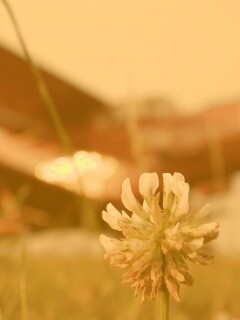 Цветок и красный самолет обои