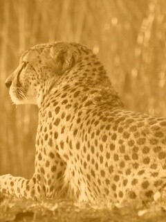 Гепард обои