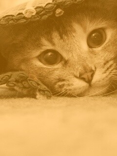 Кот под ковриком обои