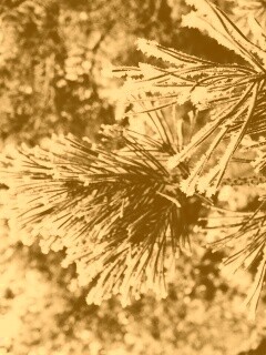 Хвойная ветка обои