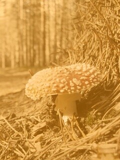 Мухомор обои