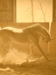 Белая лошадь в загоне обои