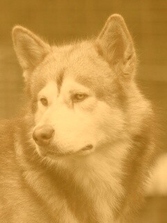 Собака с грустным взглядом обои