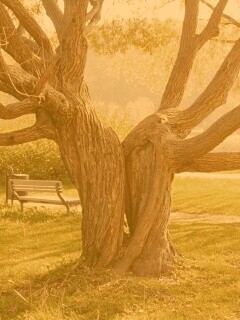 Старые сросшиеся деревья обои