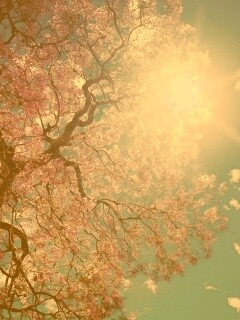 Цветение вишни обои