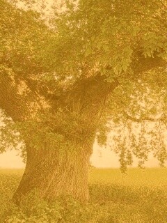 Старый дуб обои