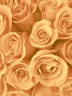 Букет роз обои