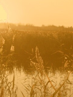 Заросшее озеро обои