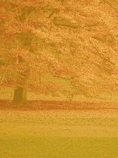 Пожелтевшее дерево с облетающей листвой обои