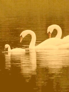 Семья лебедей обои